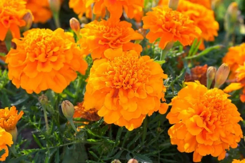 Cultivate Marigolds
