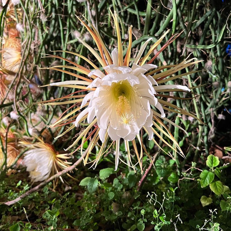Cultivate Night-Blooming Plants
