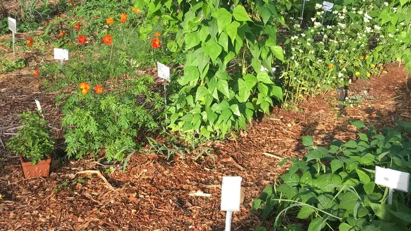 Cultivate a Diverse Ecosystem