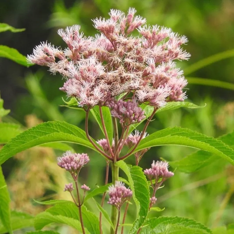 Joe Pye Weed