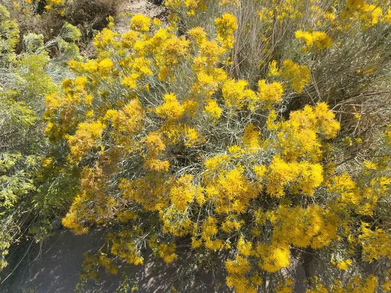 Rabbitbrush