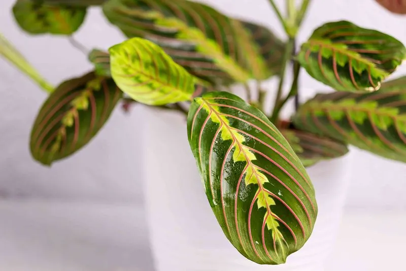 Curling Leaves