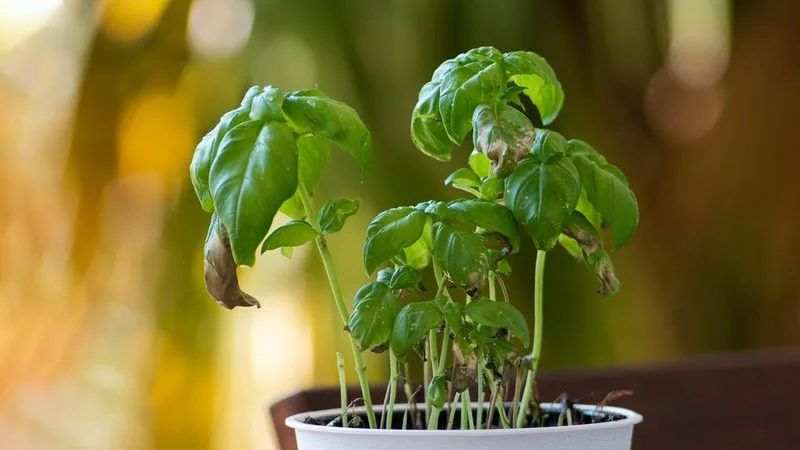 Curling Leaves
