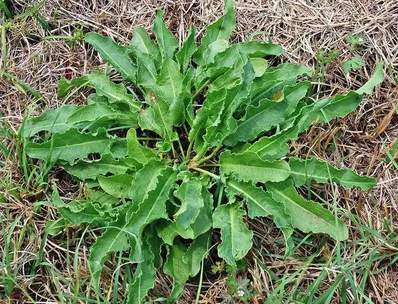 Curly Dock