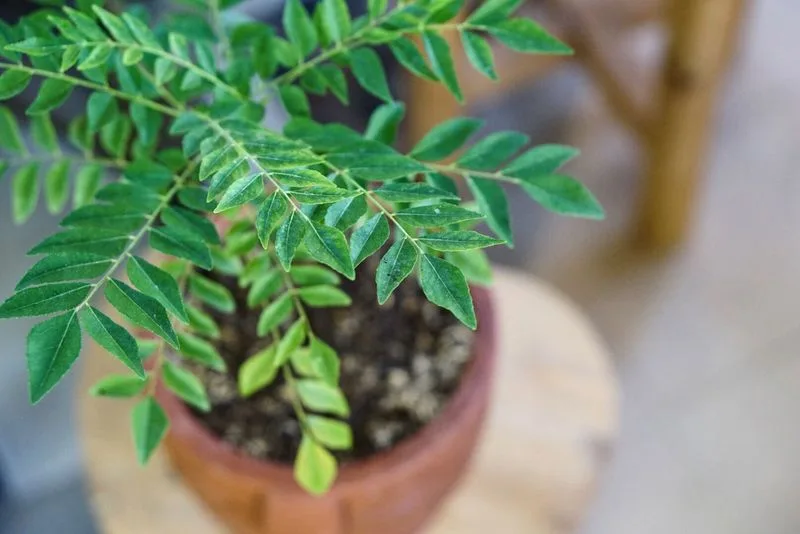 Curry Plant