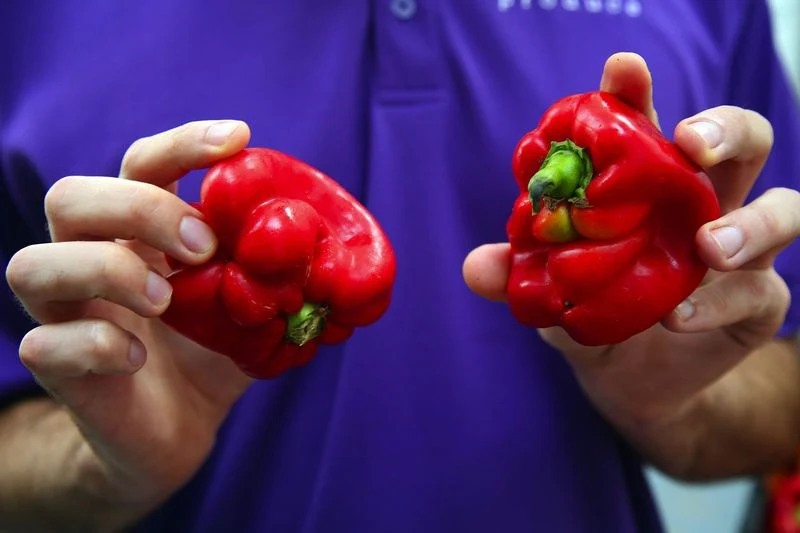 Misshapen Bell Pepper