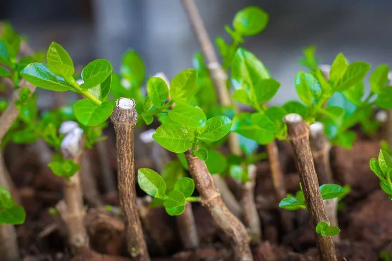 Cuttings Propagation