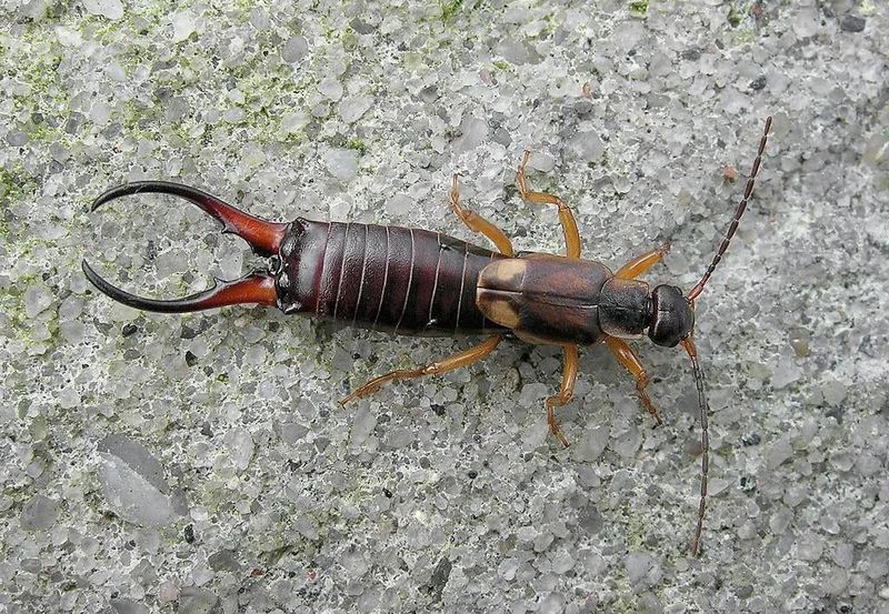 Earwigs