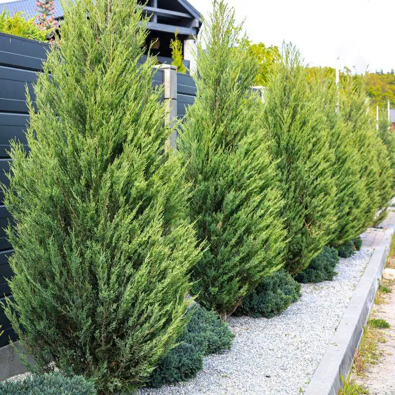 Cypress