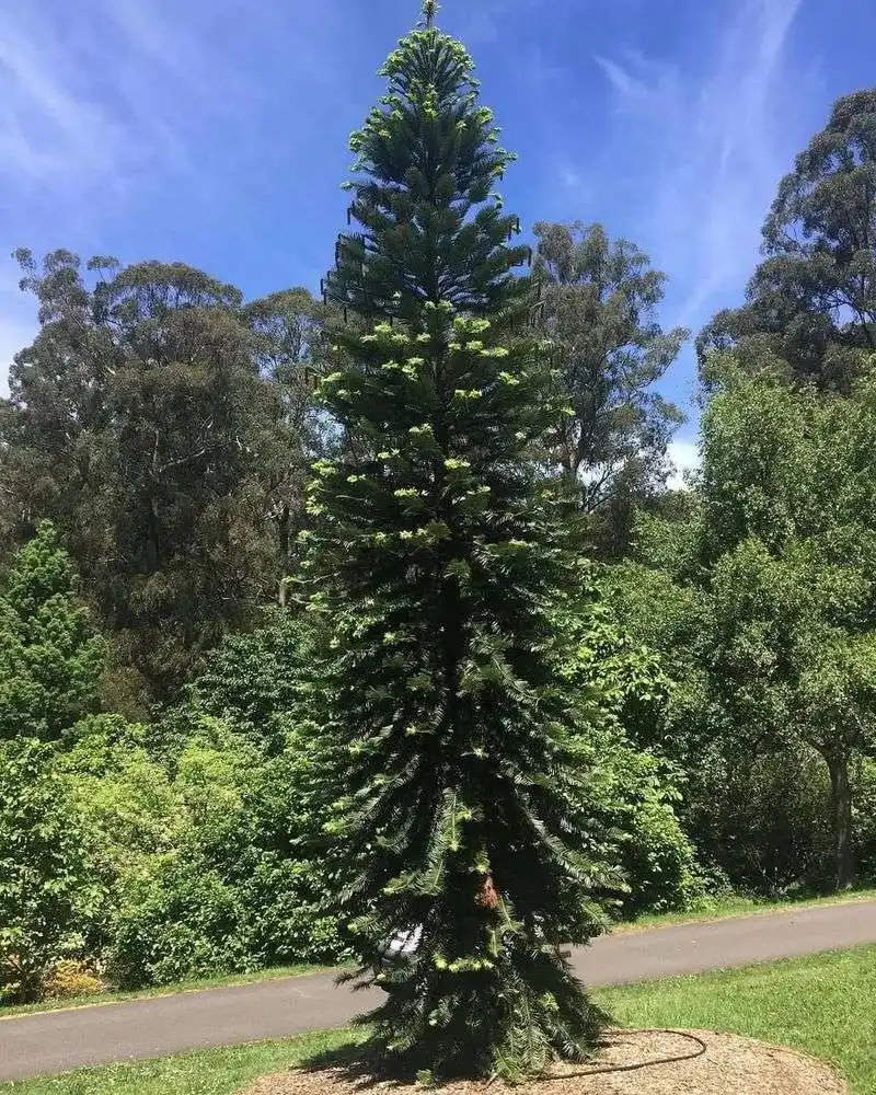Wollemi Pine