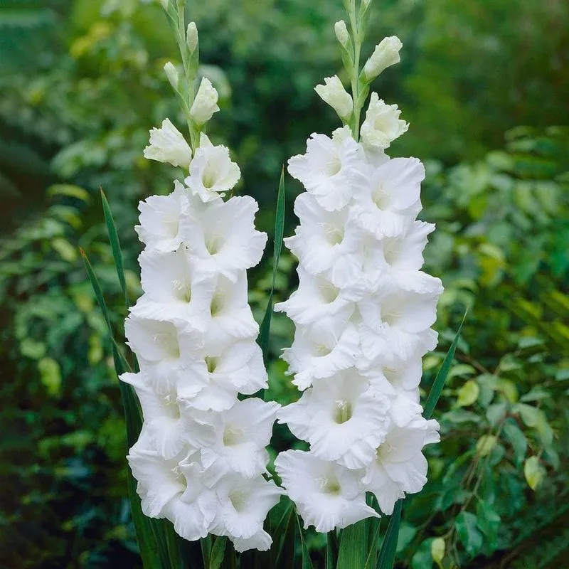 Gladiolus Art Studio