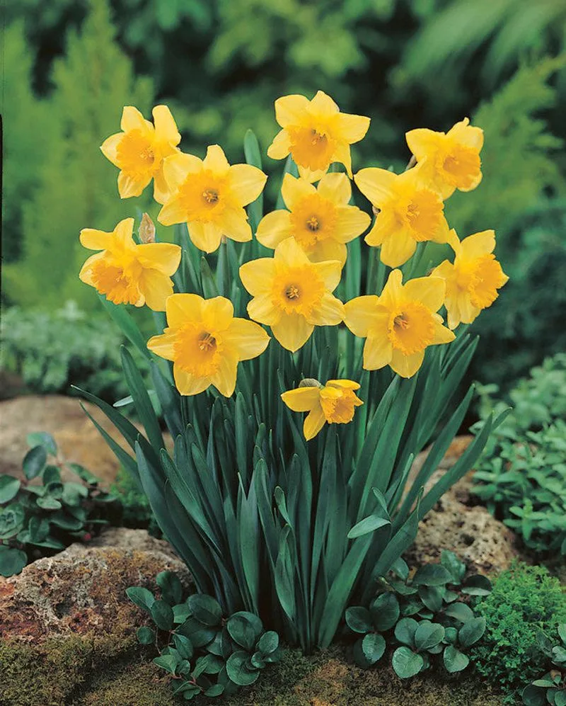 Daffodil