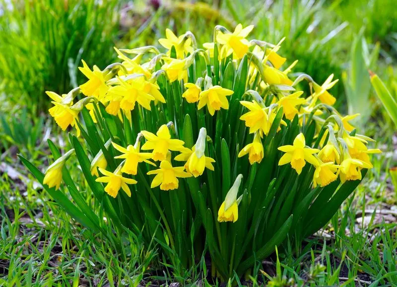 Daffodil