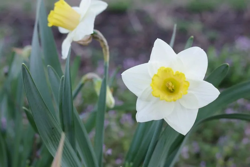Daffodil