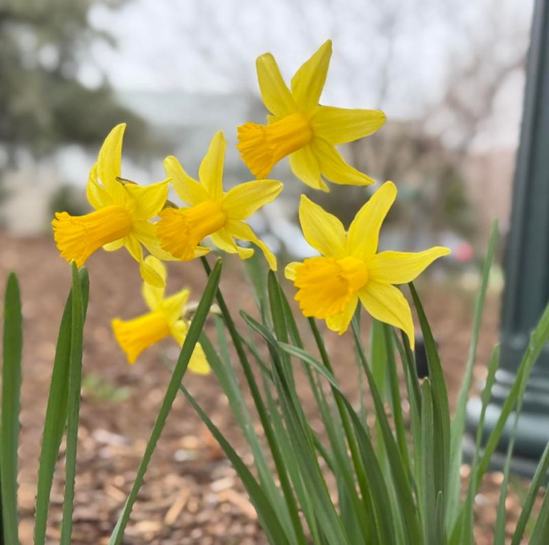 Daffodil