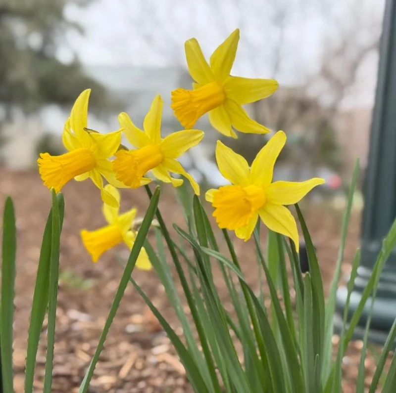 Daffodil