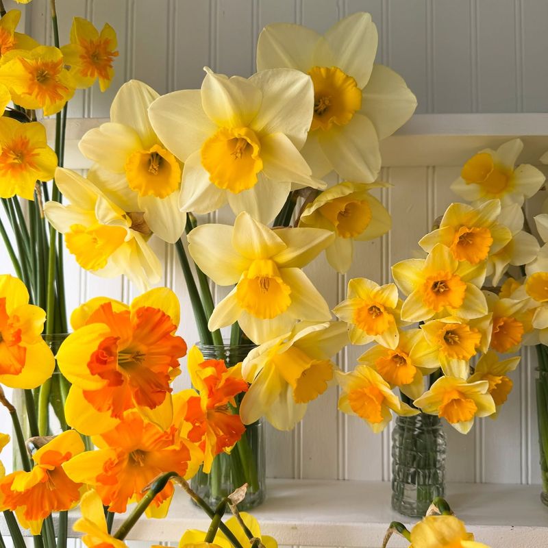 Daffodils (Next Year)