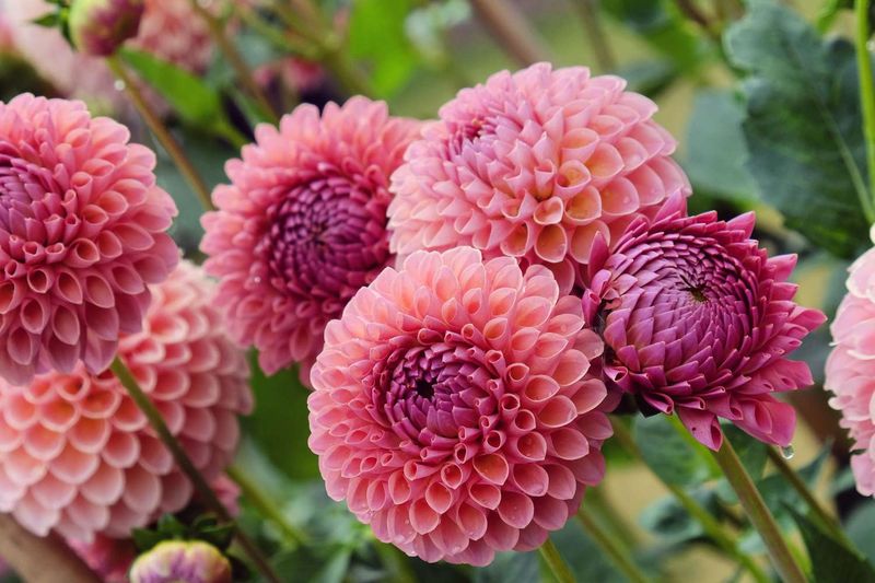 Dahlia
