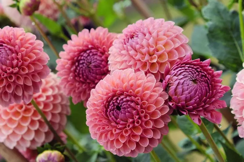 Dahlia