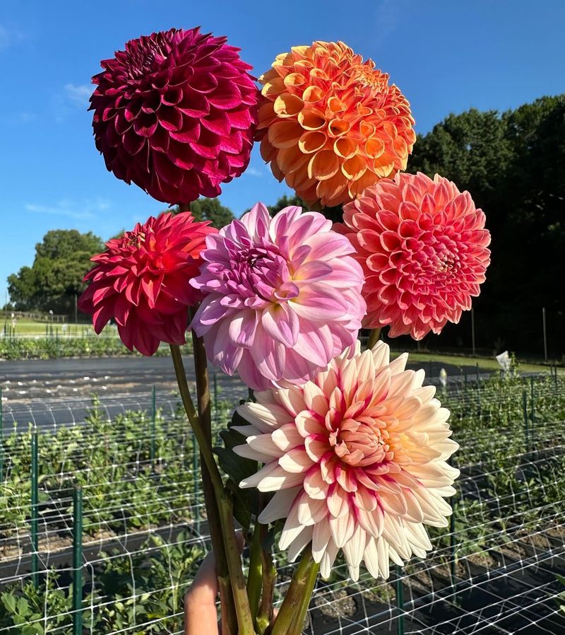 Dahlia