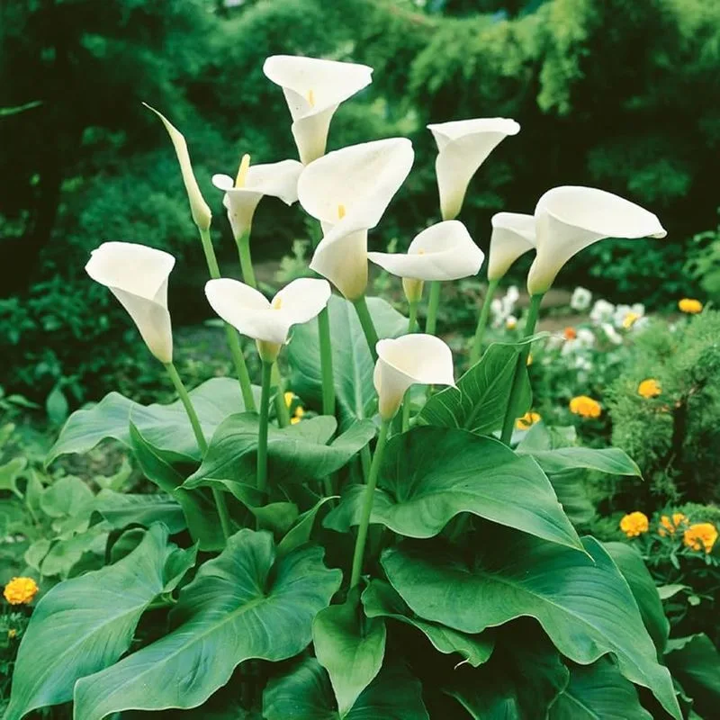Calla Lily