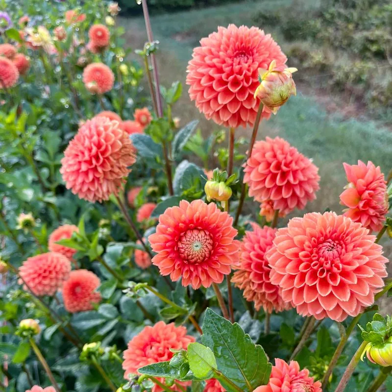 Dahlia