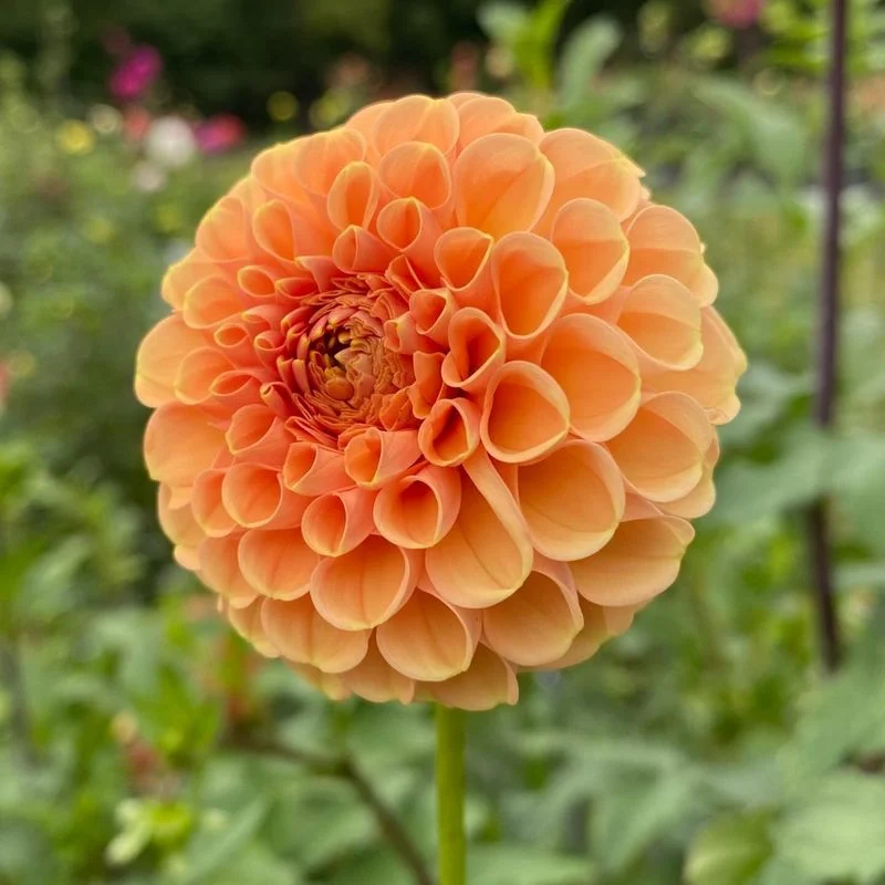 Dahlia