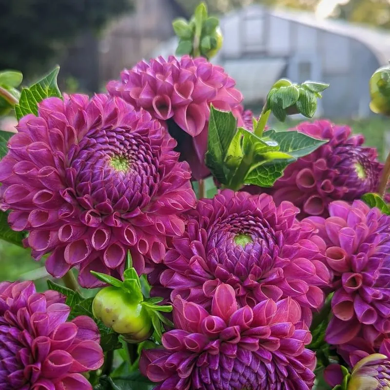 Dahlias