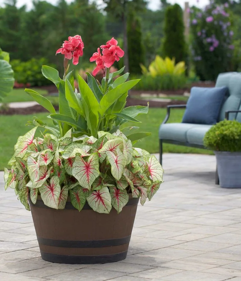 Dahlias and Cannas
