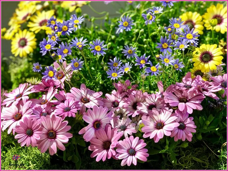 Daisies