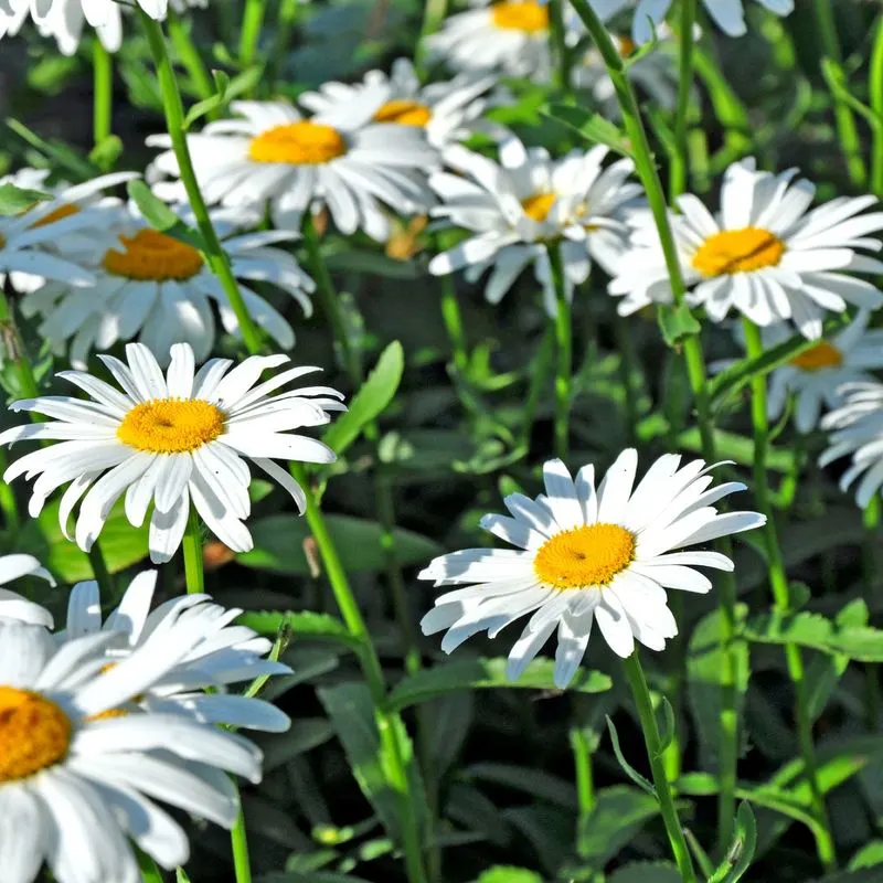 Daisy