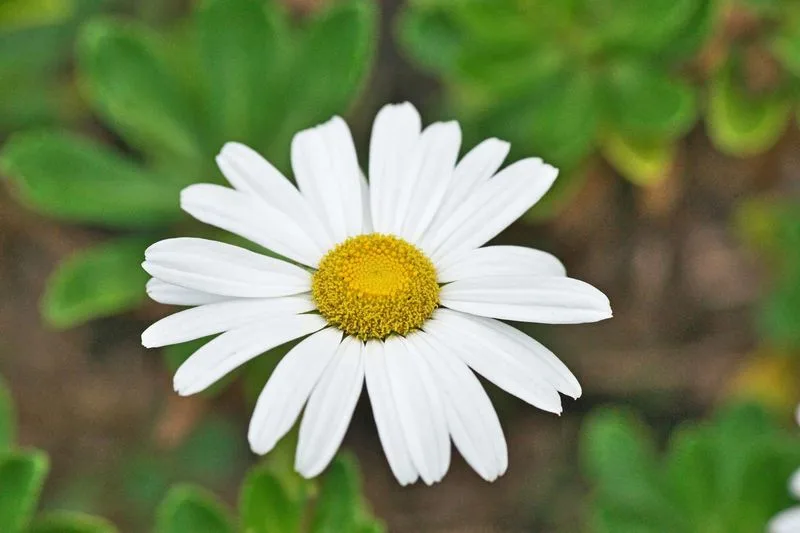 Daisy
