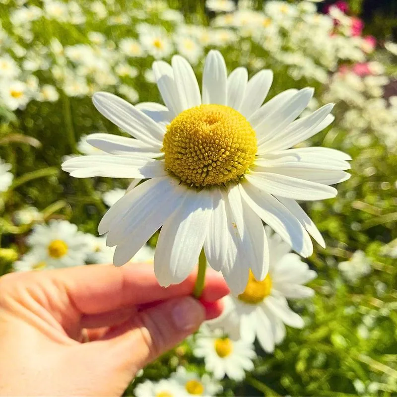 Daisy