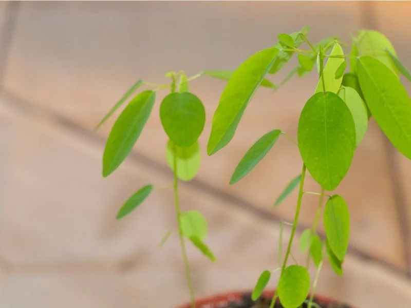 Dancing Plant
