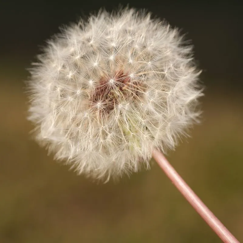 Dandelion