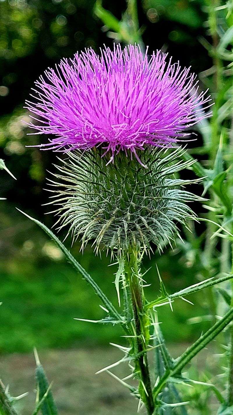 Milk Thistle