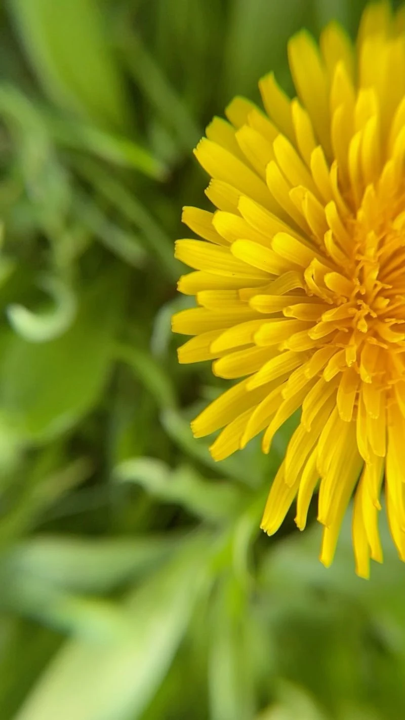 Dandelion