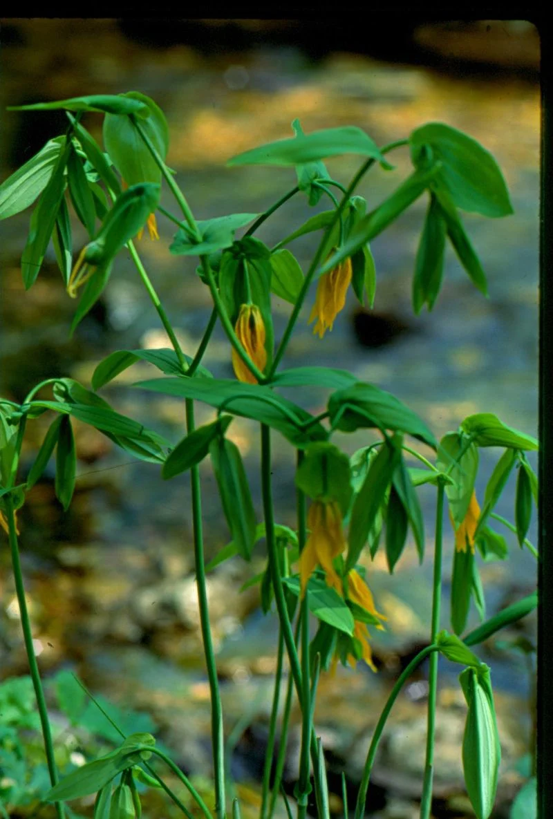 Upside-Down Uvularia