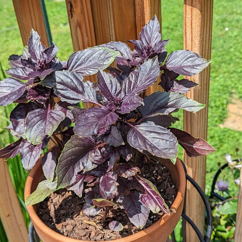 Dark Opal Basil
