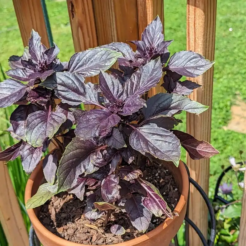 Dark Opal Basil