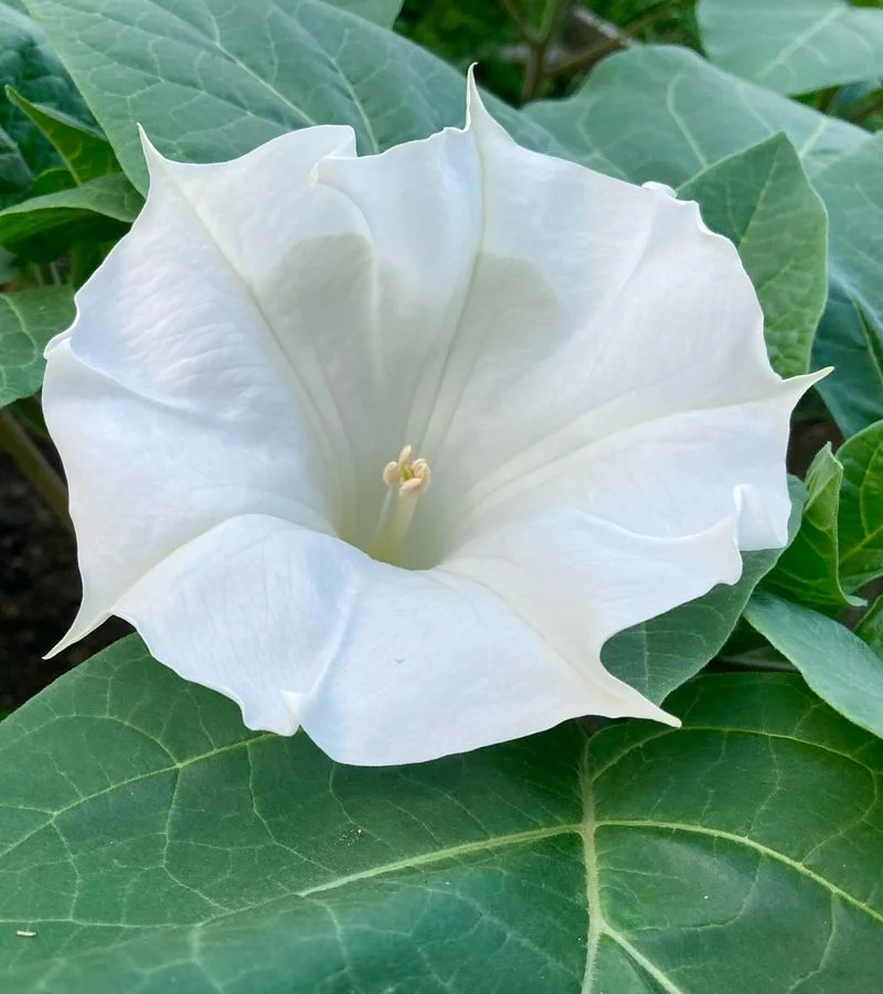 Datura