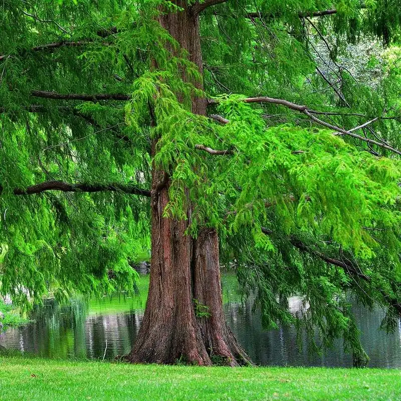 Dawn Redwood