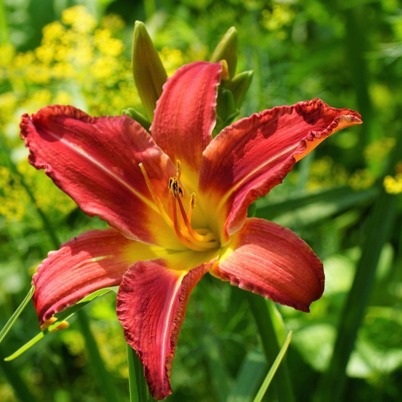 Daylilies