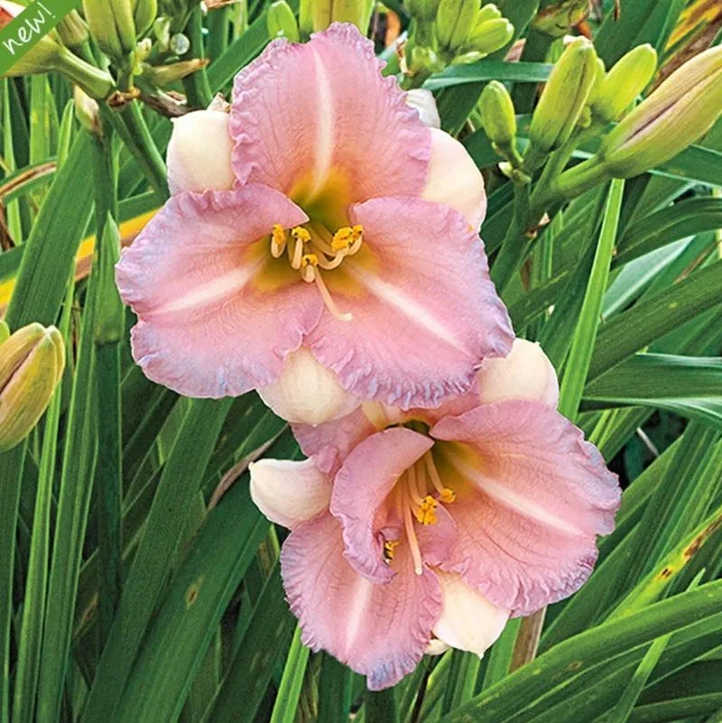 Daylilies
