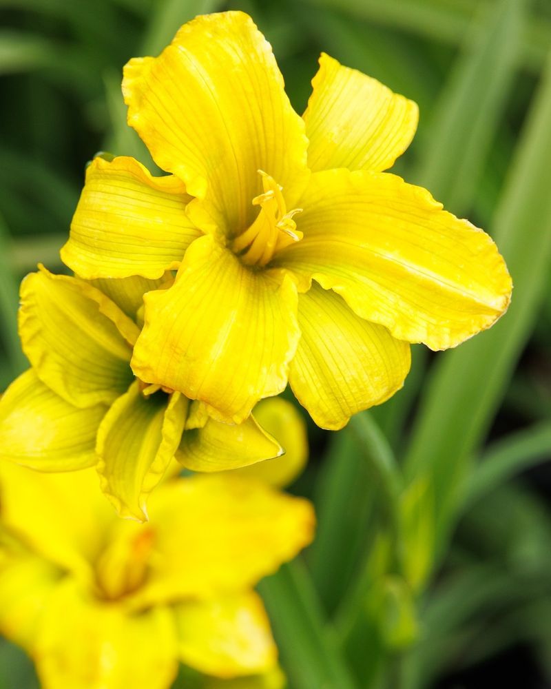 Daylilies