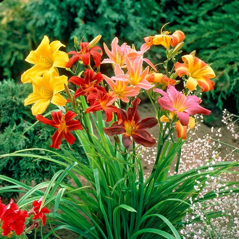 Daylily