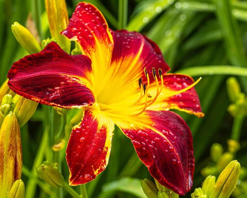 Daylily