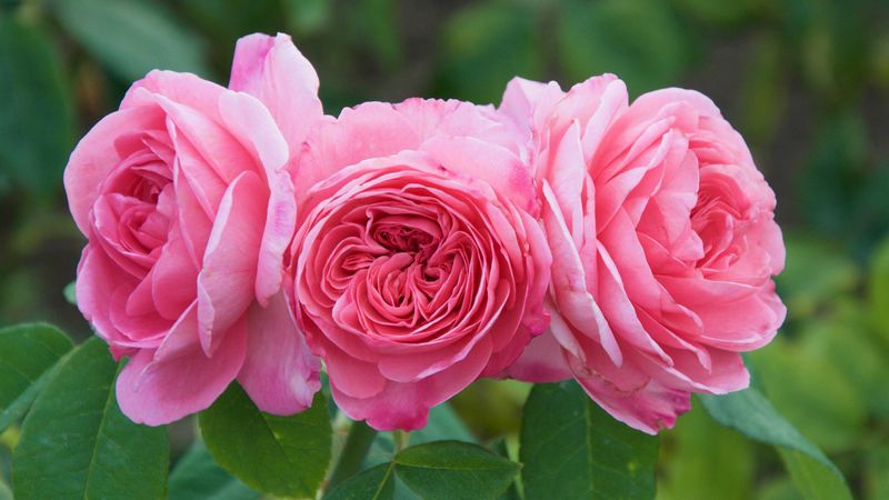 Roses