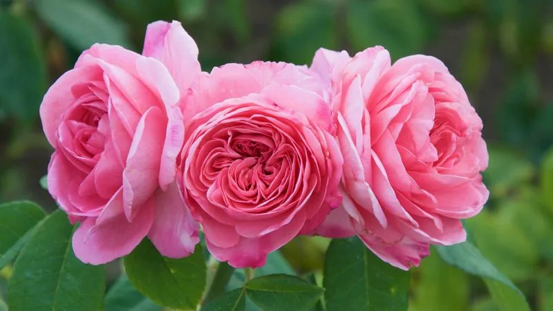 Roses