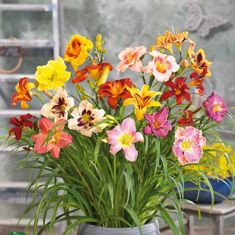 Daylily
